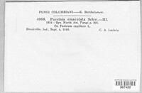 Puccinia emaculata image